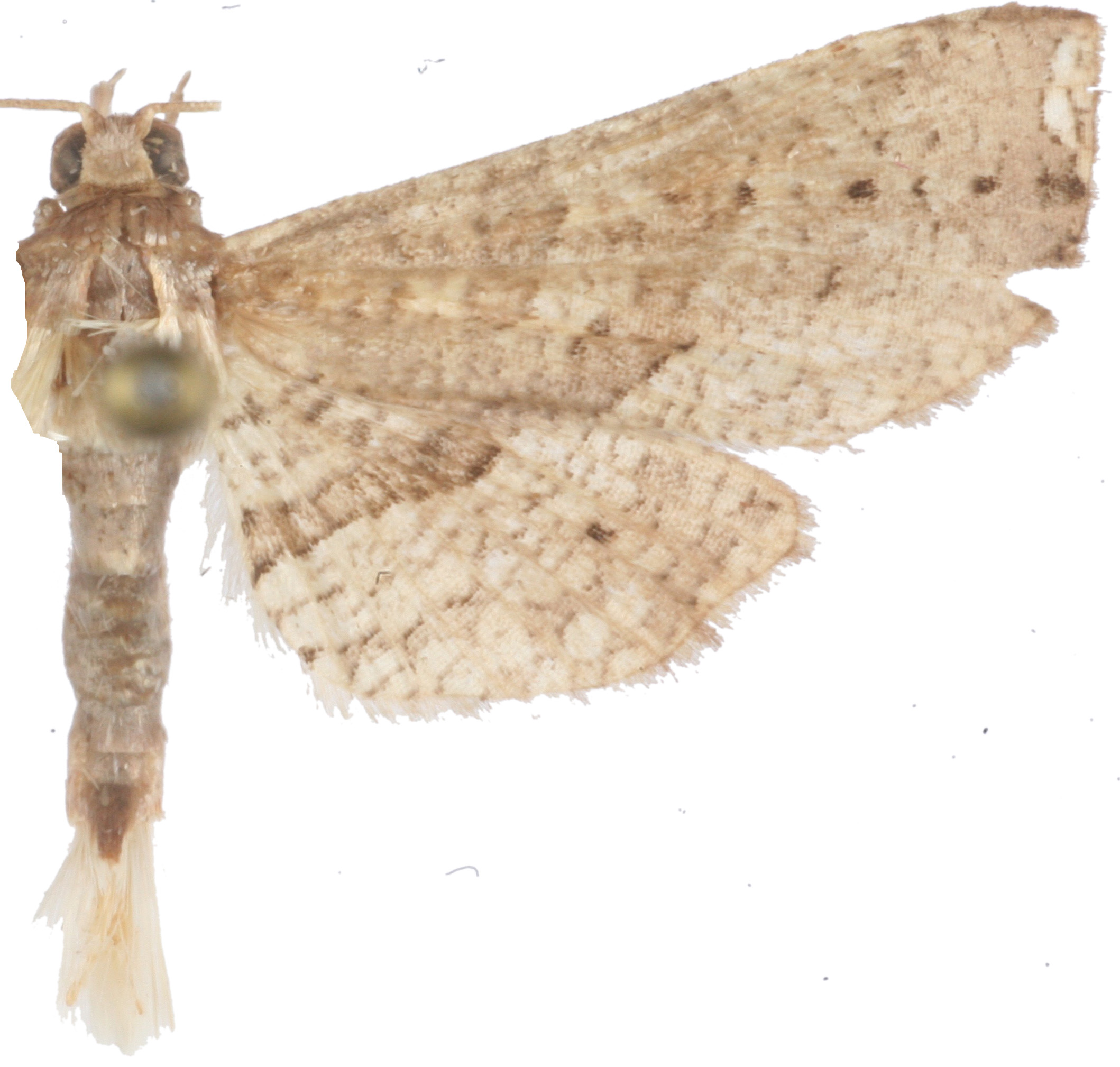 Collinsa sp. 2