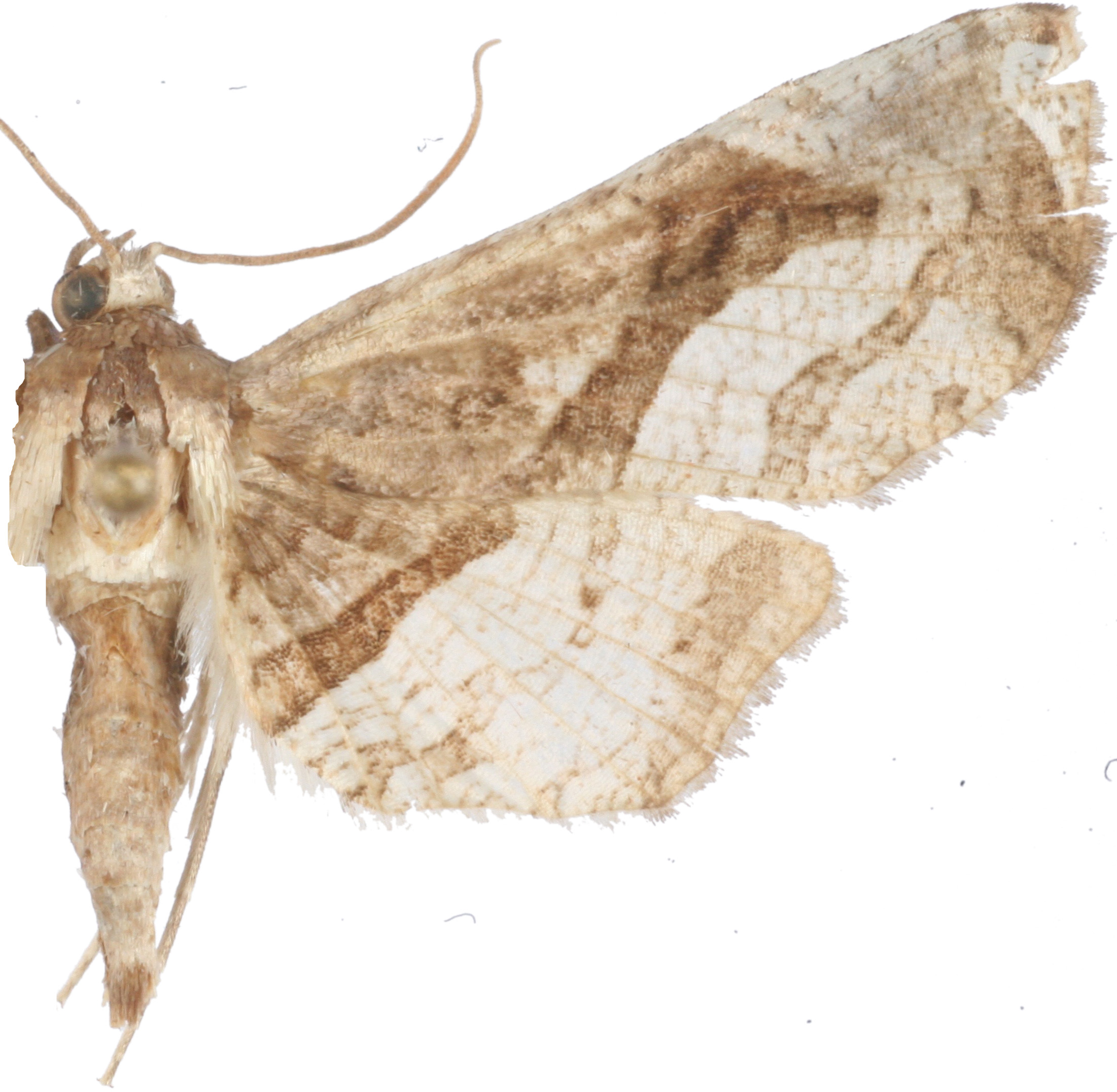 Collinsa sp. 3