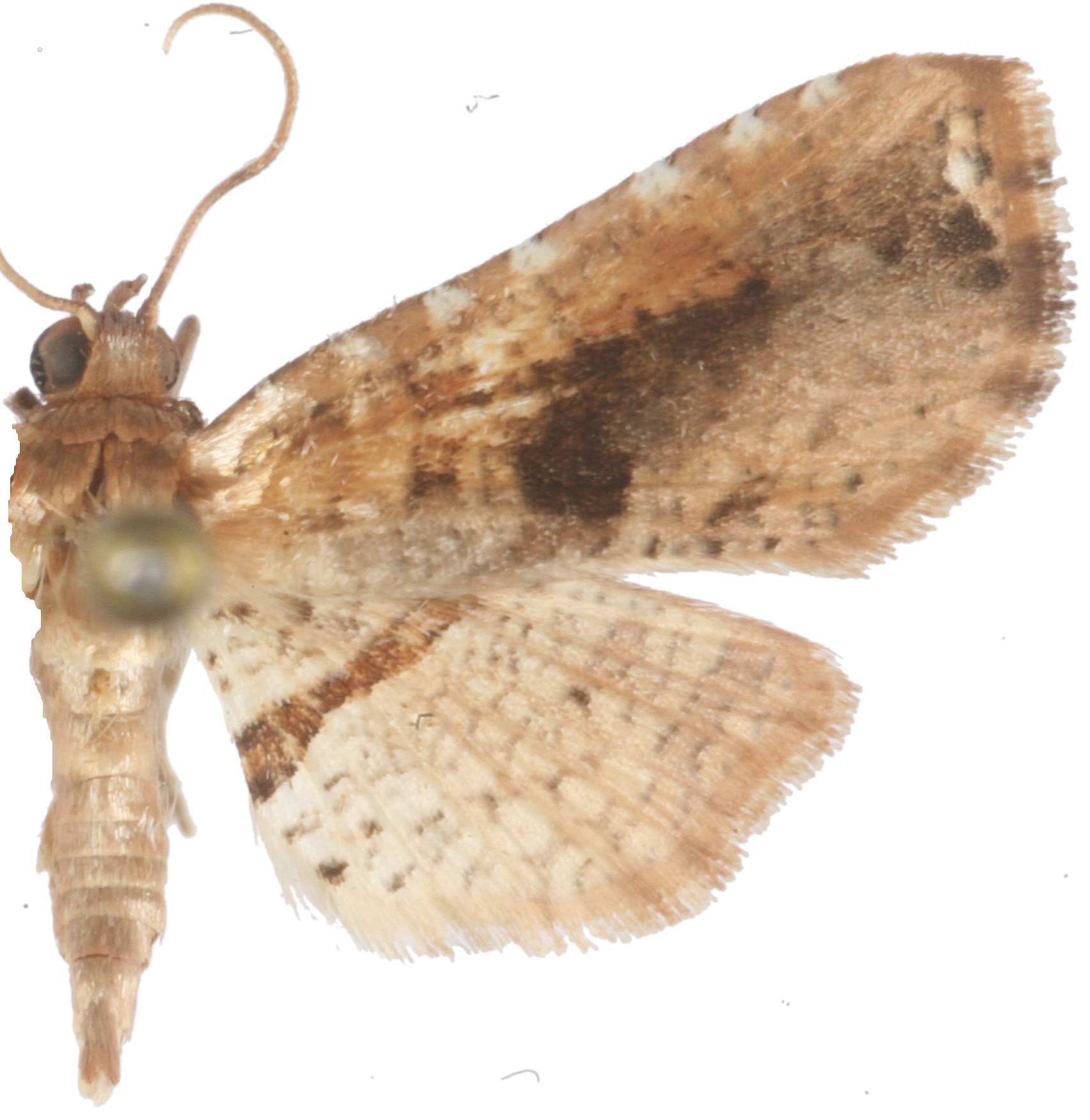 Collinsa sp. 4