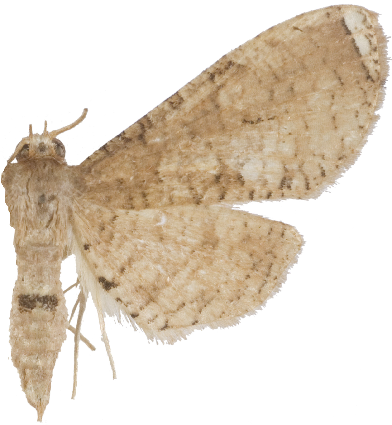 Collinsa sp. 6