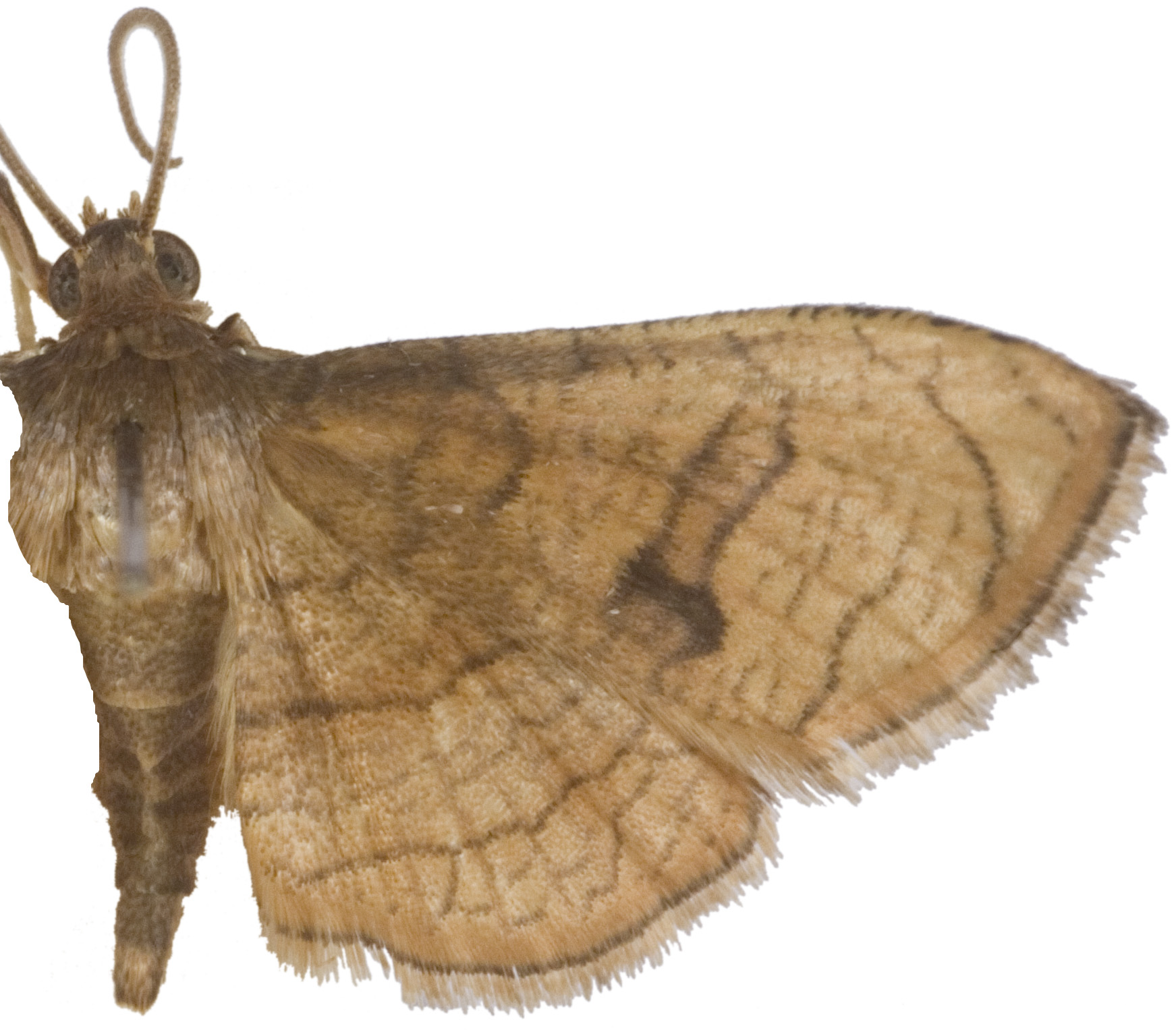 Collinsa sp. 8