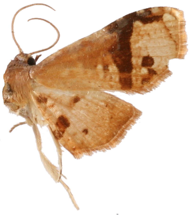 Collinsa sp. 9
