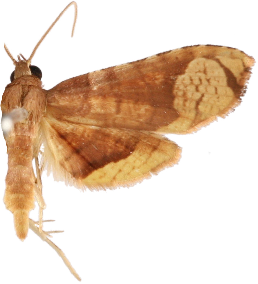 Collinsa sphoraria Swinhoe