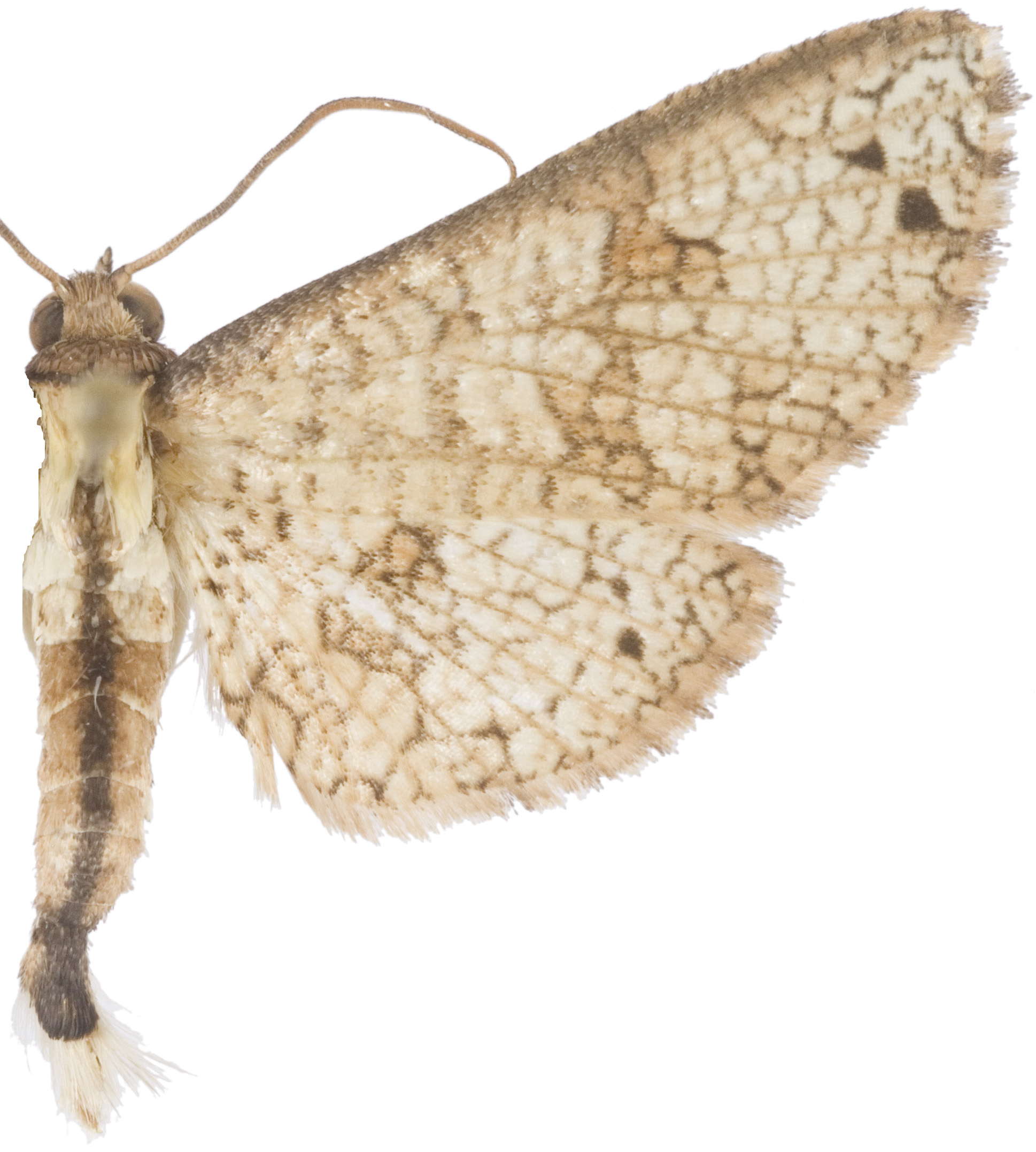 Collinsa subcostalis Hampson