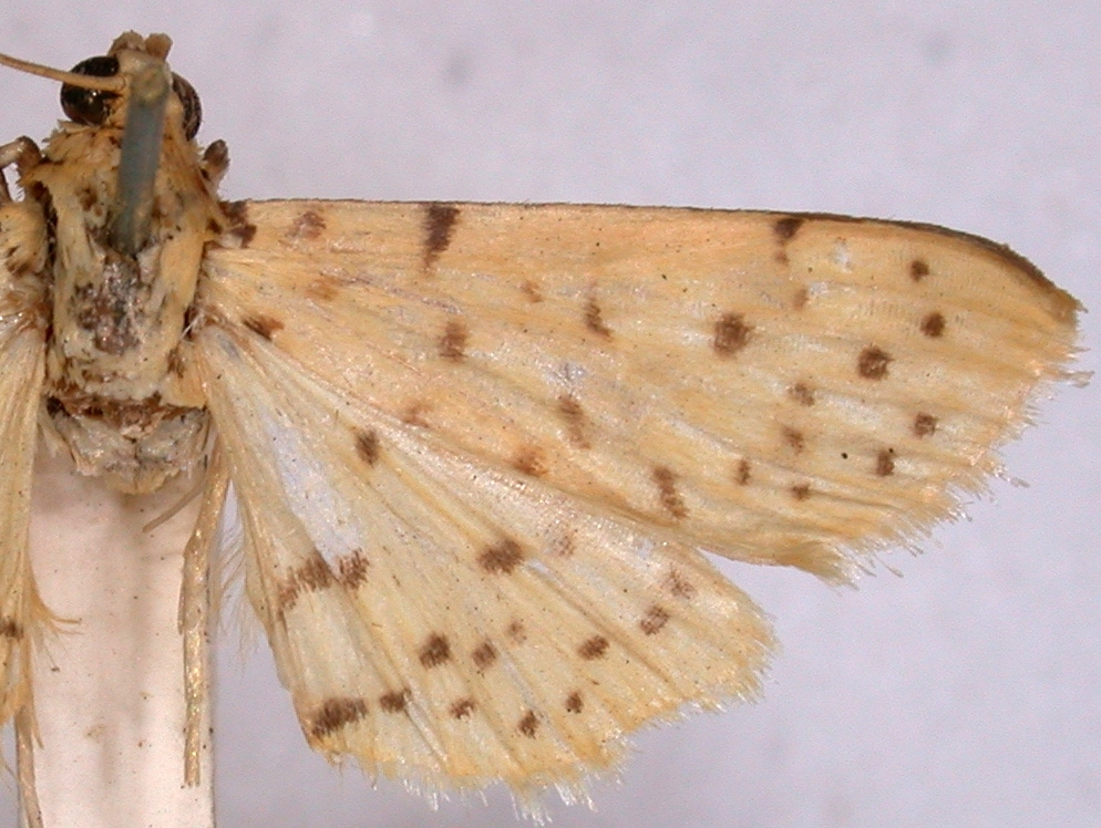 Conogethes nicippealis Walker