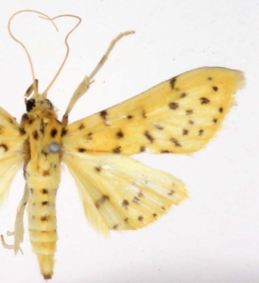 Conogethes parvipunctalis Inoue & Yamanaka