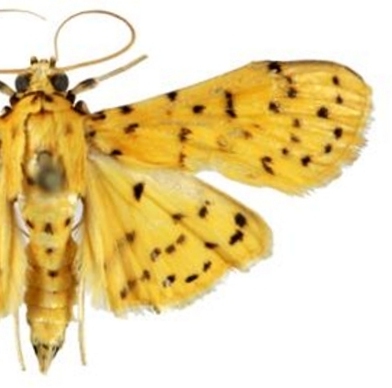 Conogethes sahyadriensis Shashank