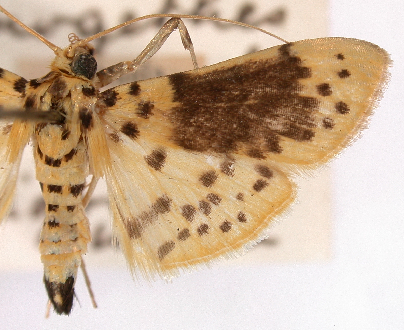 Conogethes semifascialis Walker