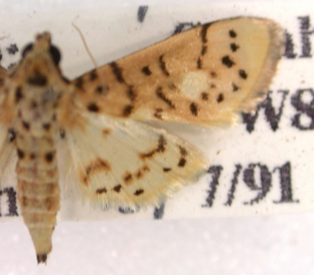 Conogethes sp. 10.