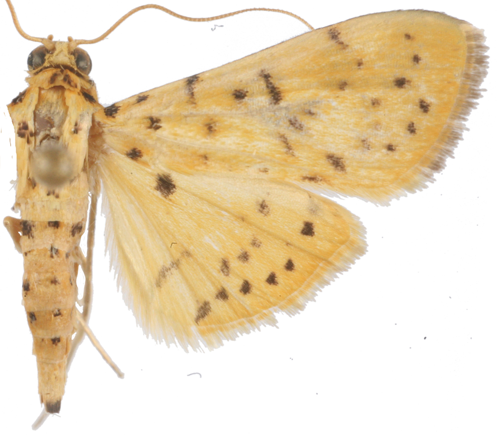 Conogethes sp. 1