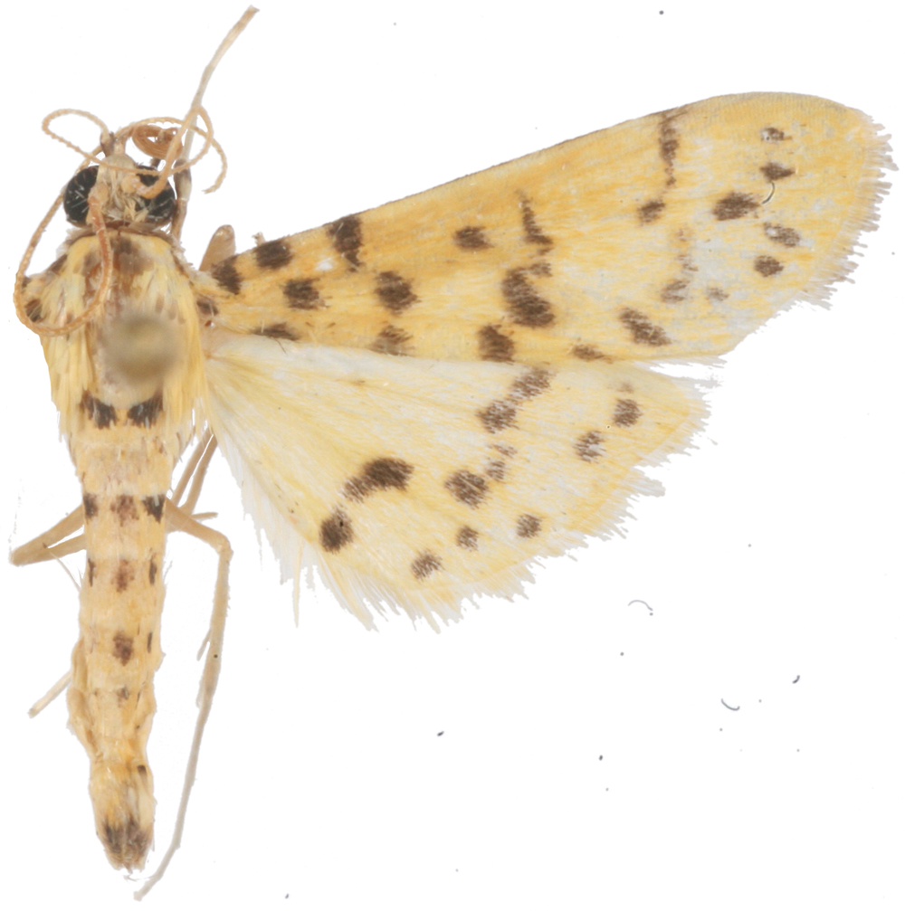 Conogethes sp. 2
