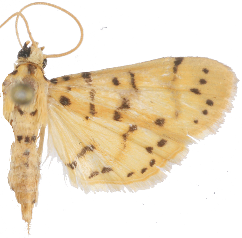Conogethes sp. 3