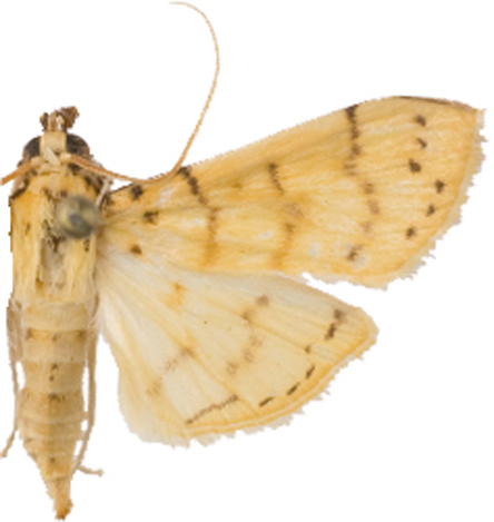 Conogethes sp. 4