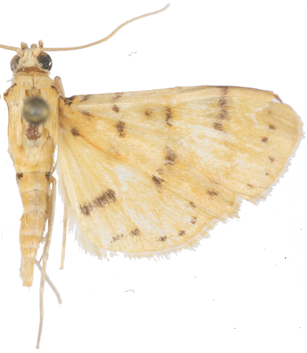 Conogethes sp. 5