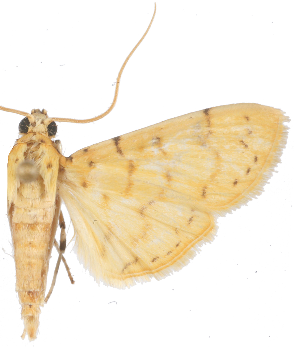 Conogethes sp. 6