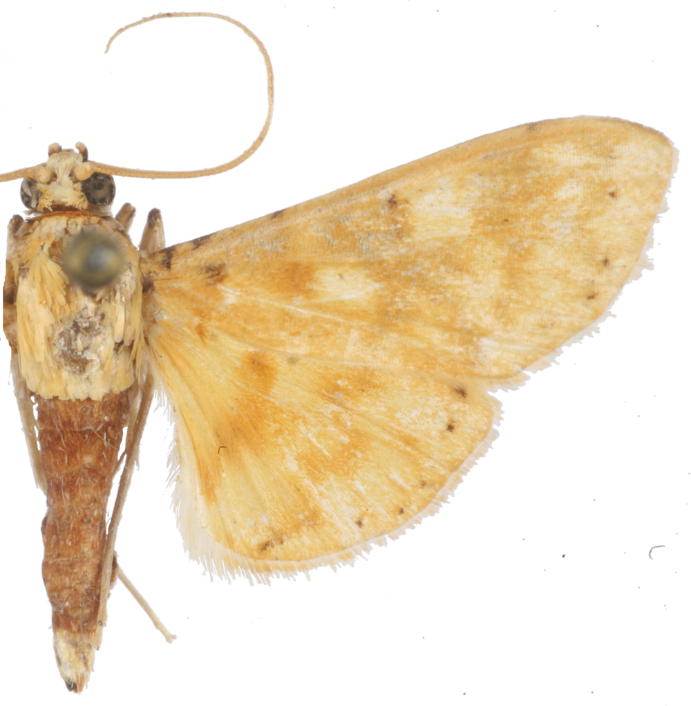 Conogethes sp. 7