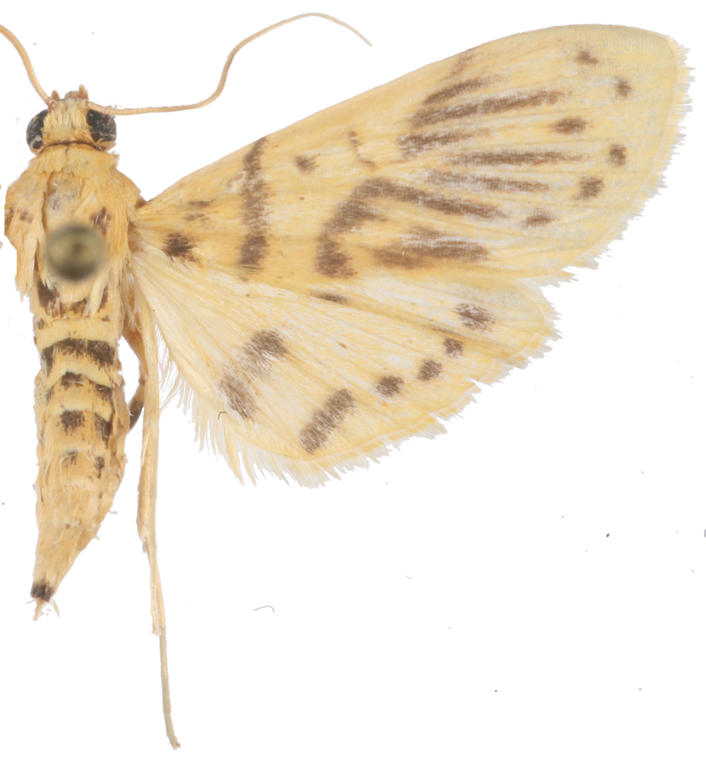 Conogethes sp. 8