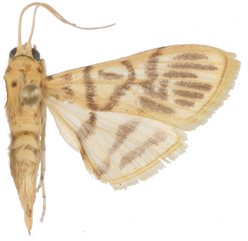 Conogethes sp. 9