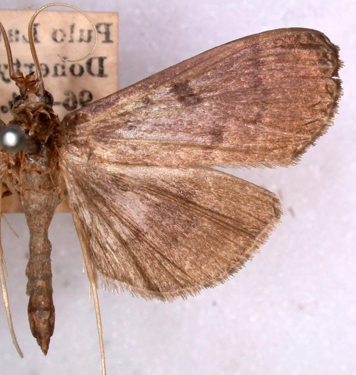 Coptobasis crotonalis Walker