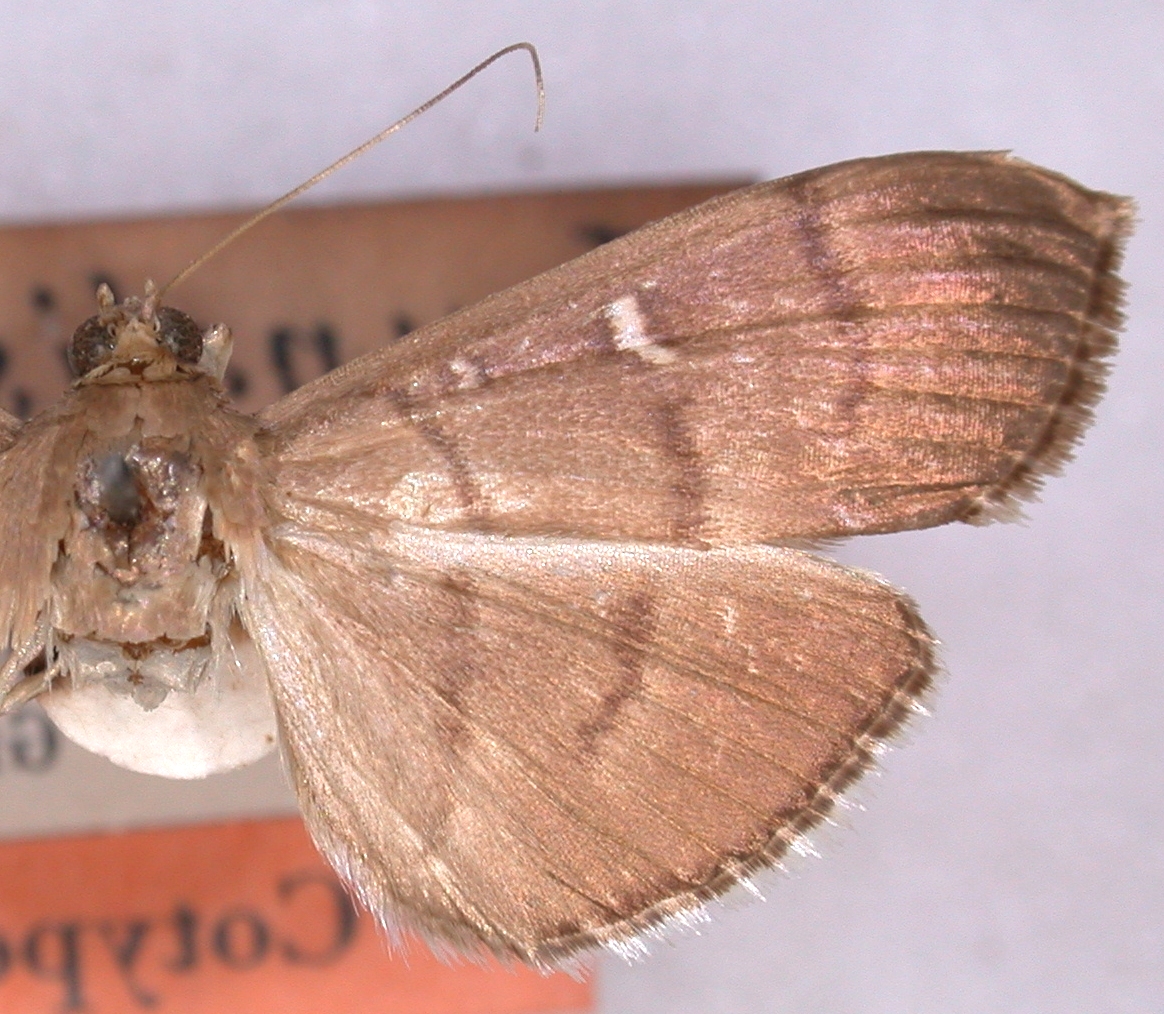 Coptobasis lunalis Guenée