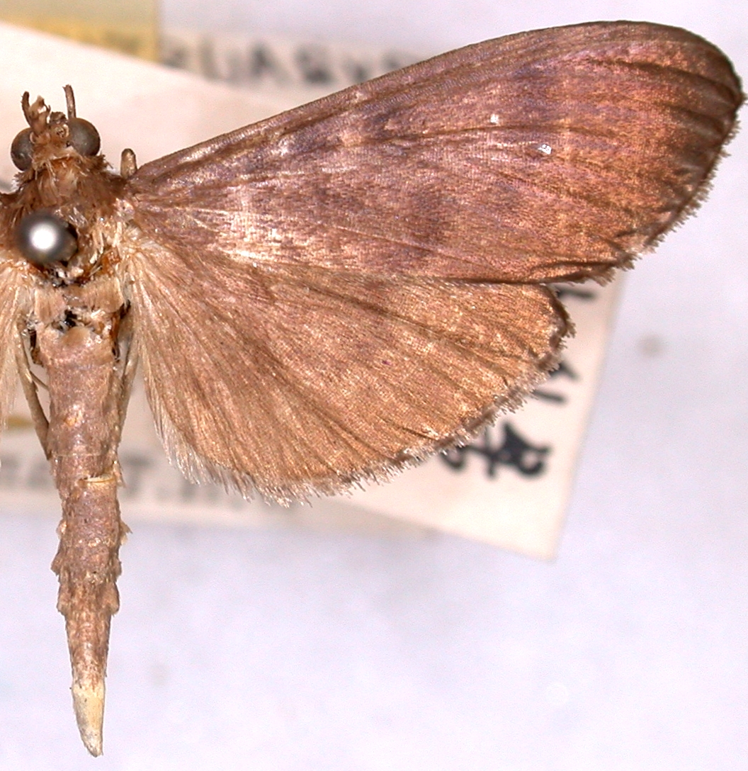 Coptobasis mesospectralis Hampson