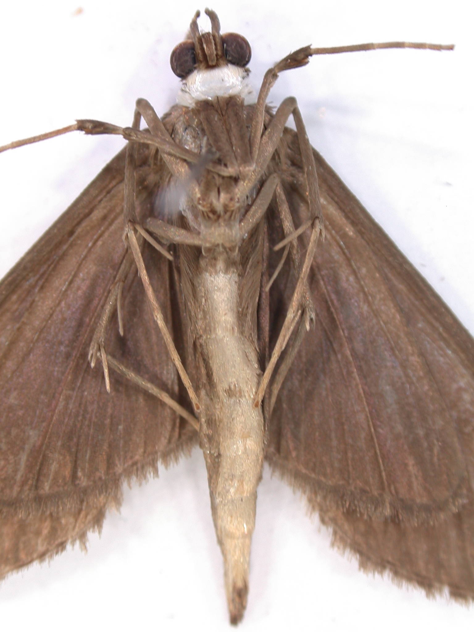 Coptobasis mesospectralis Hampson specimen plate