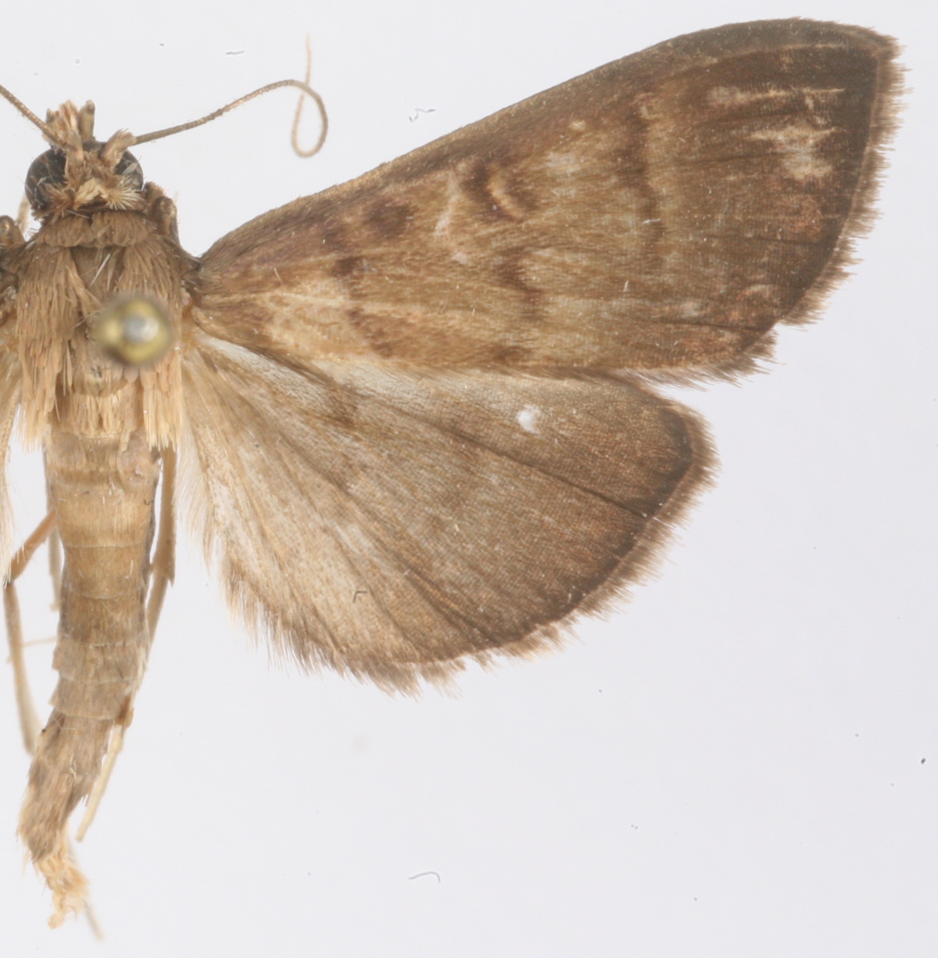 Coptobasis microsema Hampson specimen plate