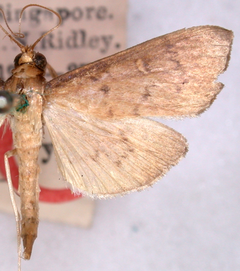 Coptobasis microspilalis Hampson