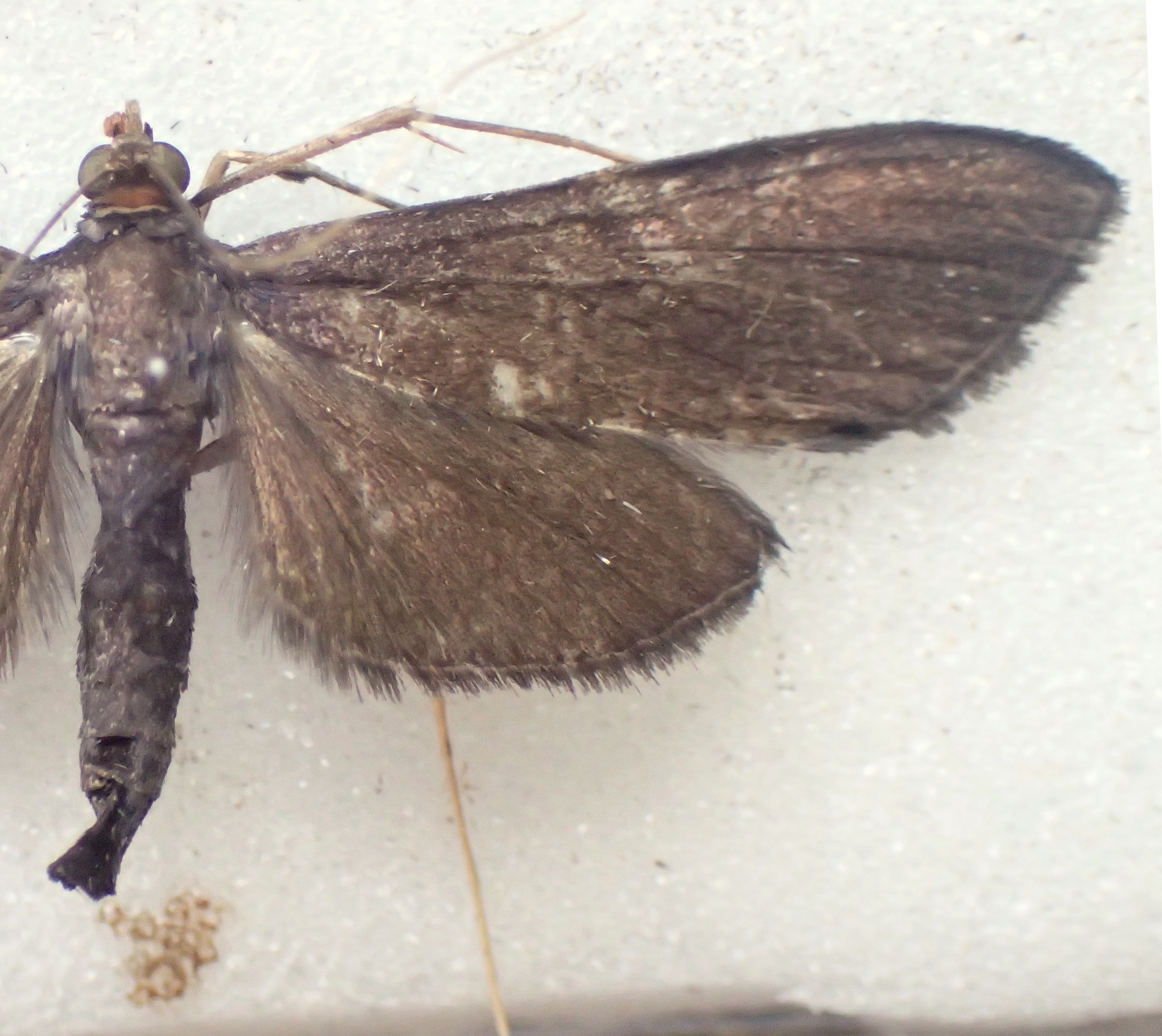Coptobasis monochromalis Walker