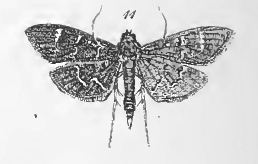 Coptobasis opisalis Walker