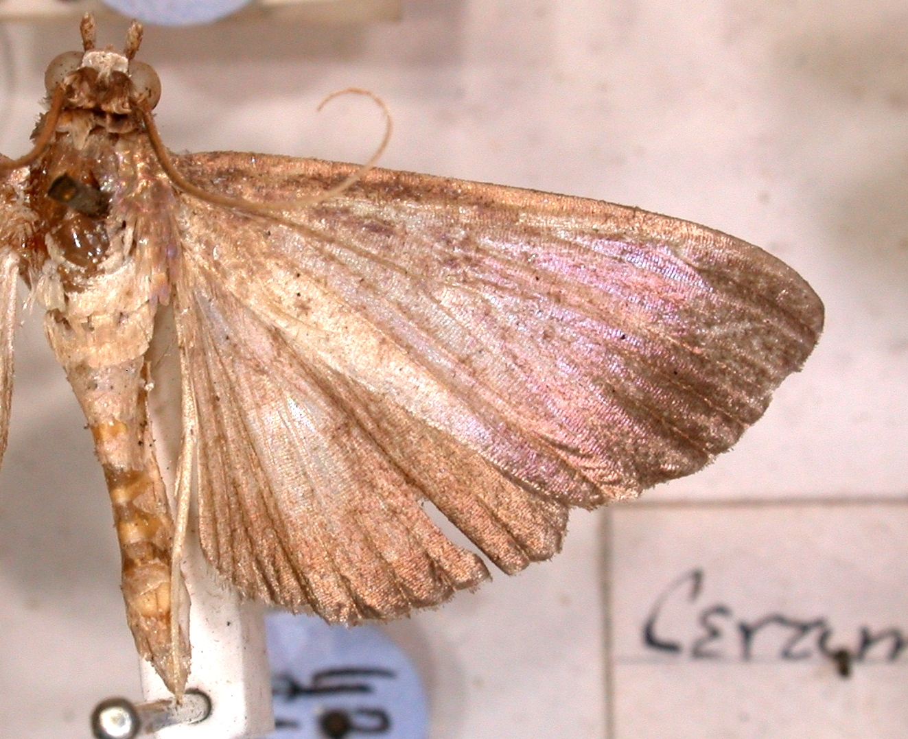 Coptobasis radicalis Walker