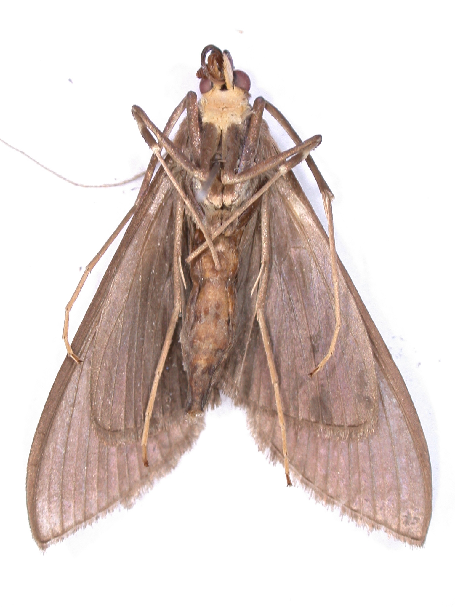 Coptobasis sp. 1