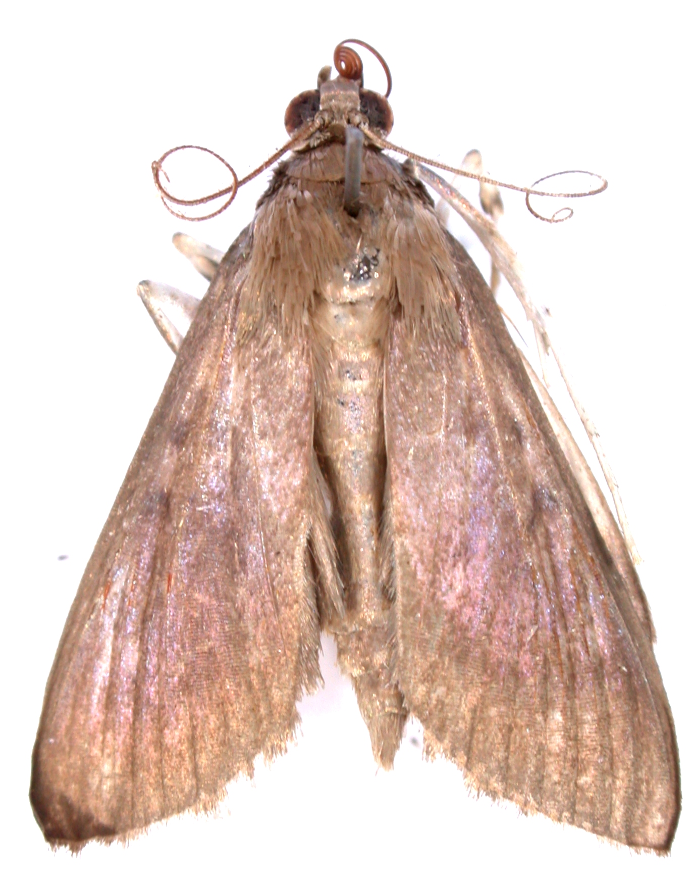 Coptobasis sp. 10