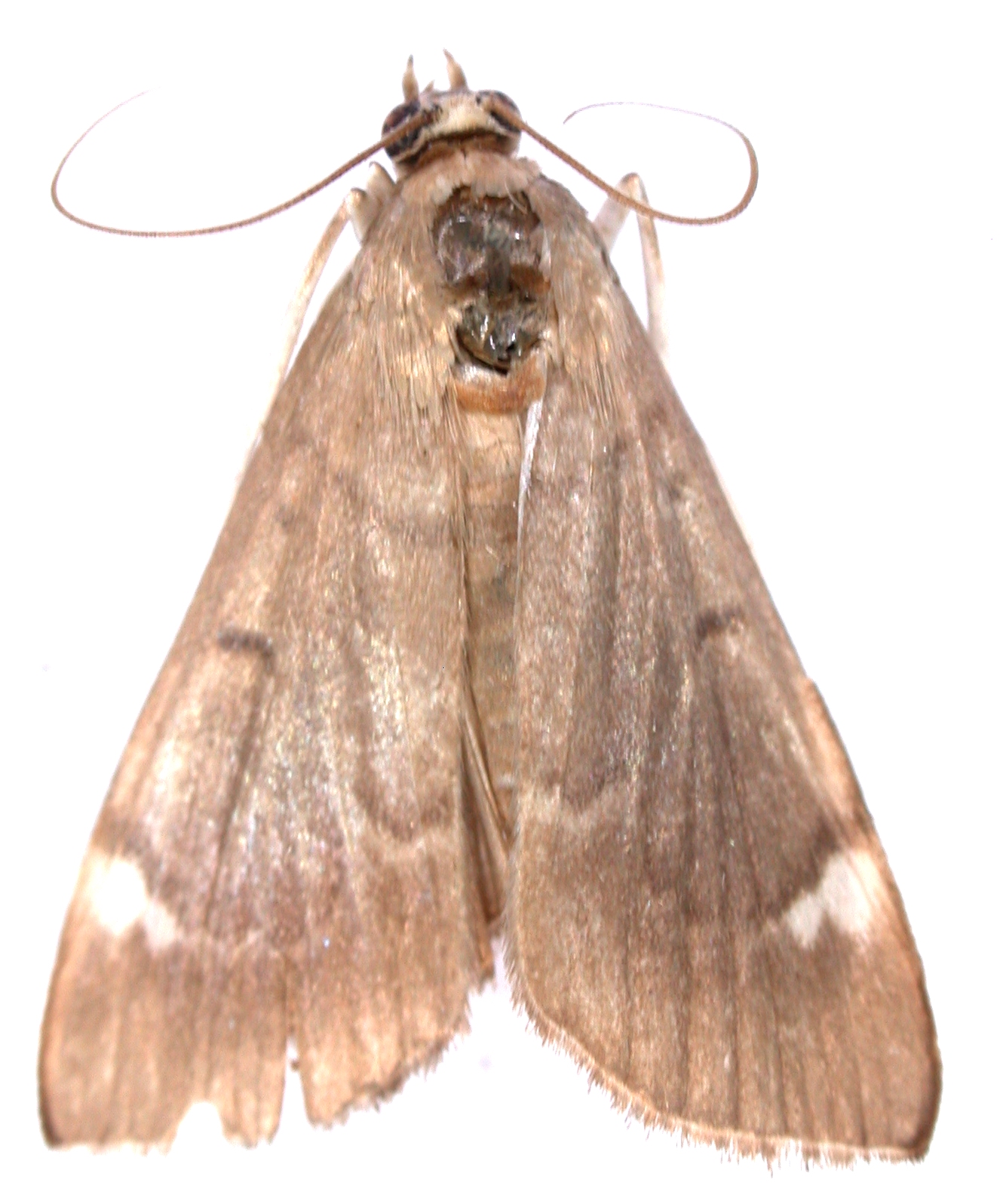 Coptobasis sp. 11