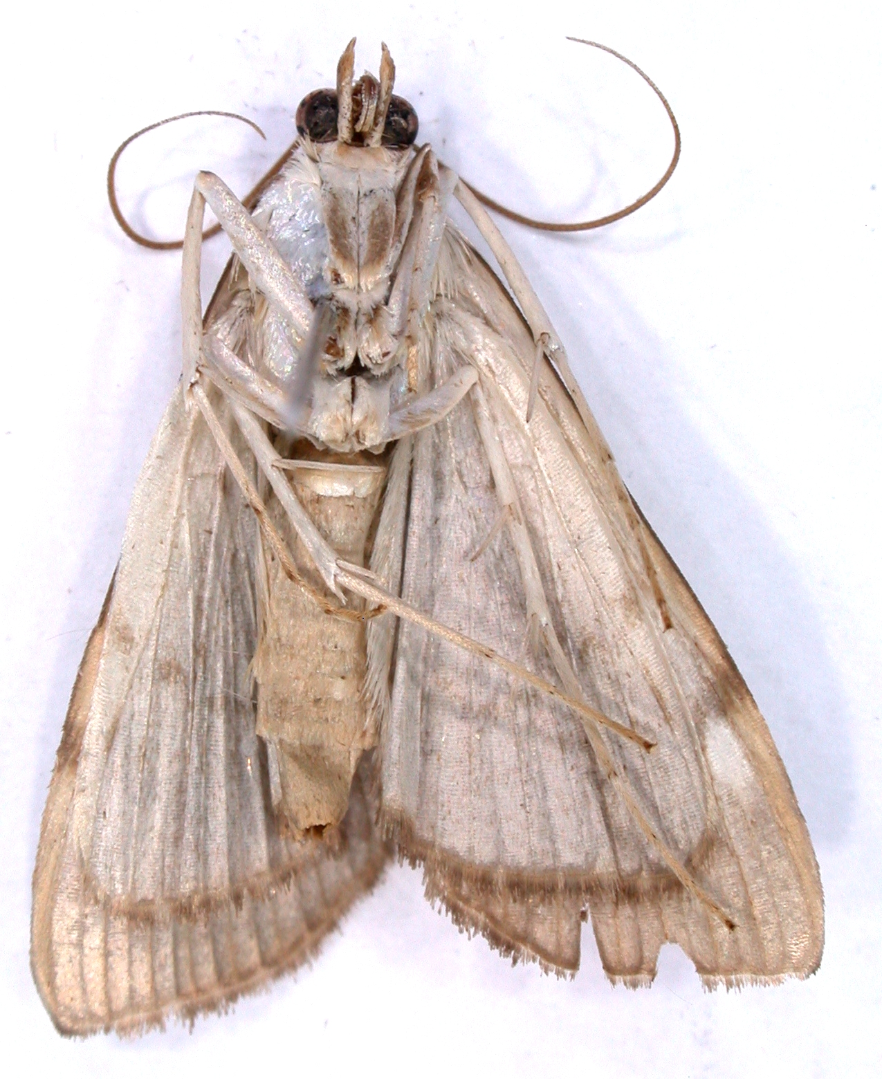 Coptobasis sp. 11 specimen plate