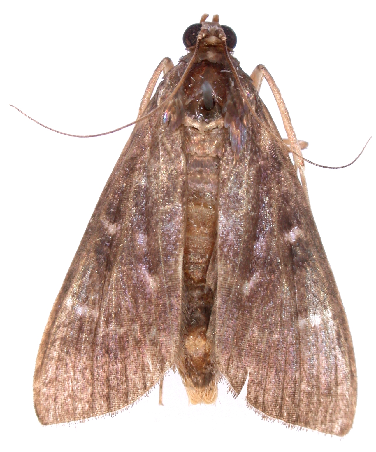 Coptobasis sp. 12