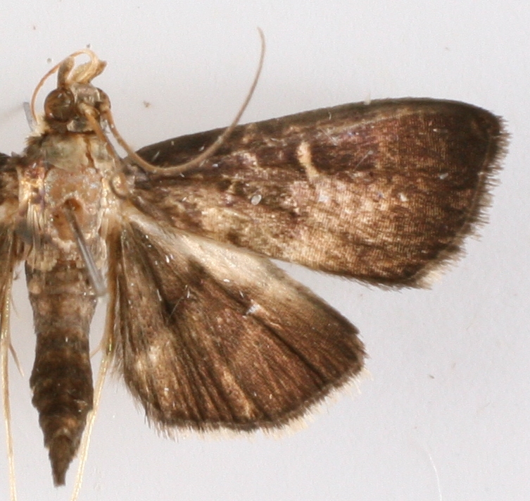Coptobasis sp. 13