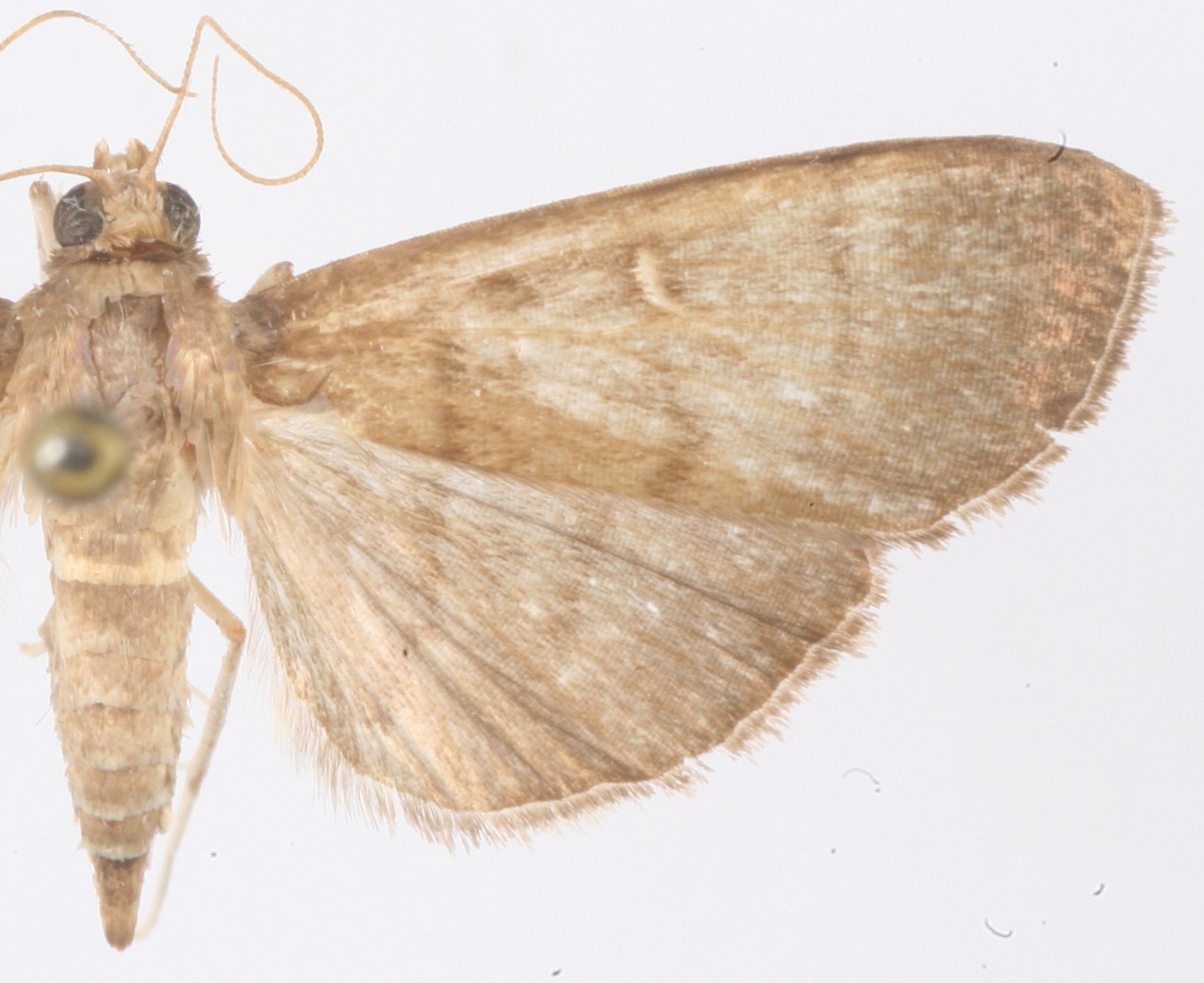 Coptobasis sp. 14