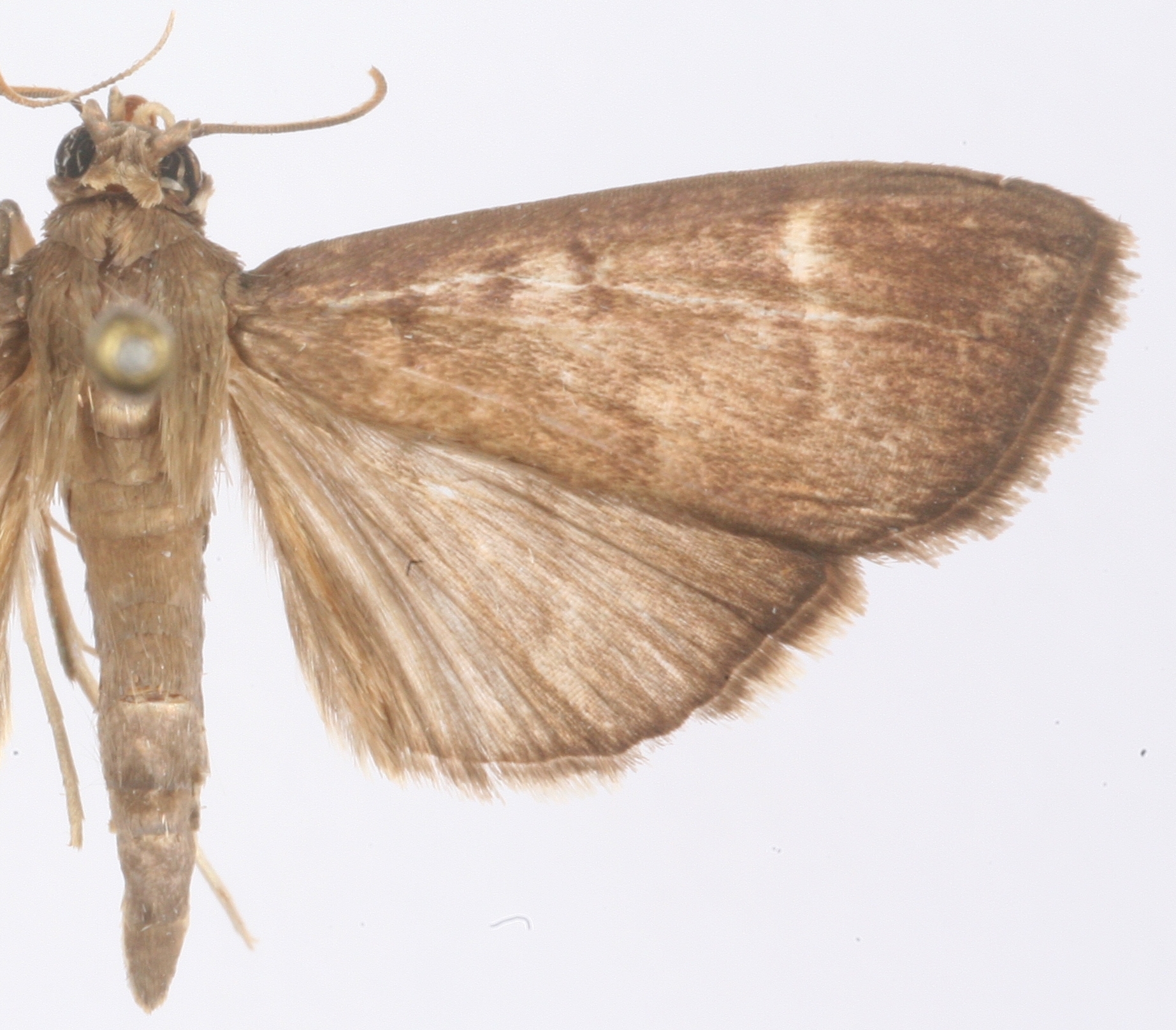 Coptobasis sp. 15