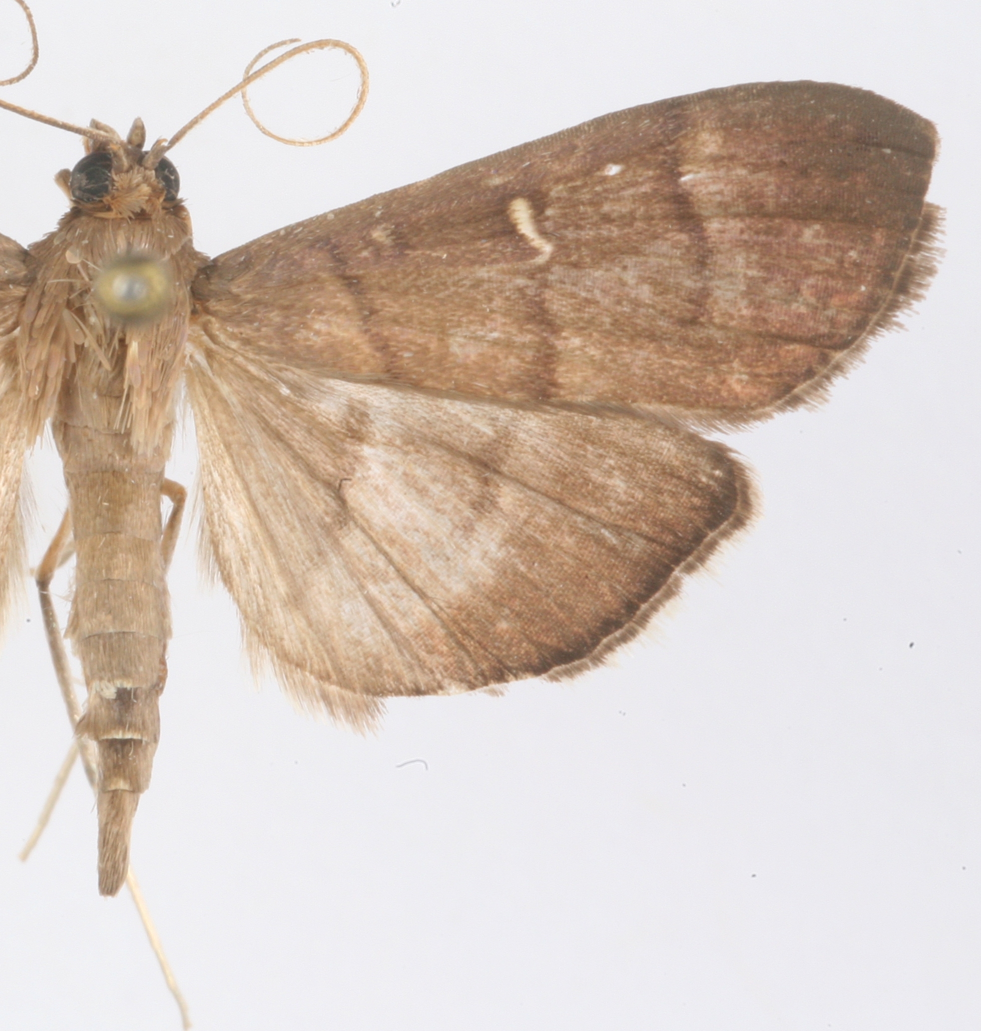 Coptobasis sp. 16