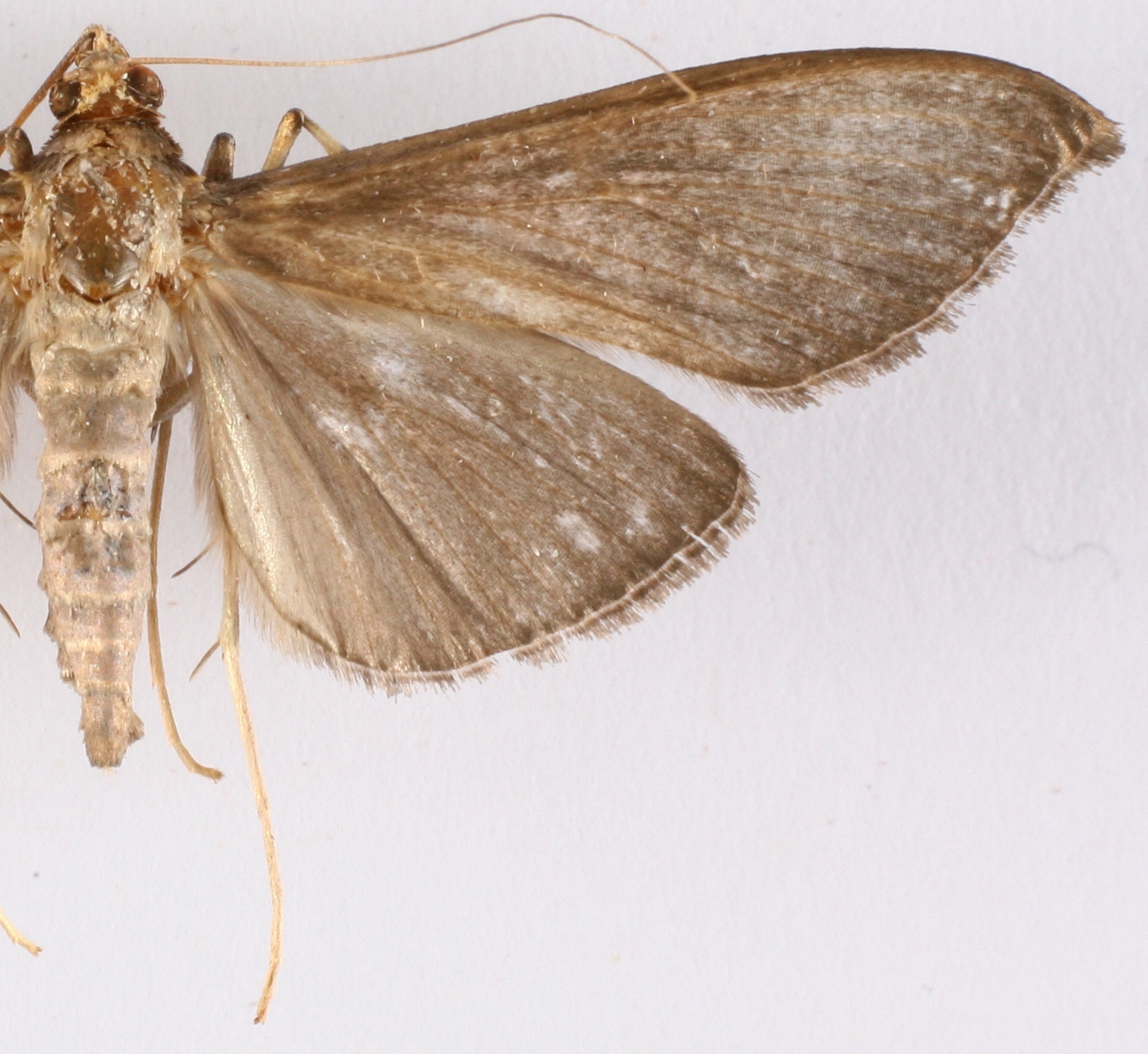 Coptobasis sp. 17
