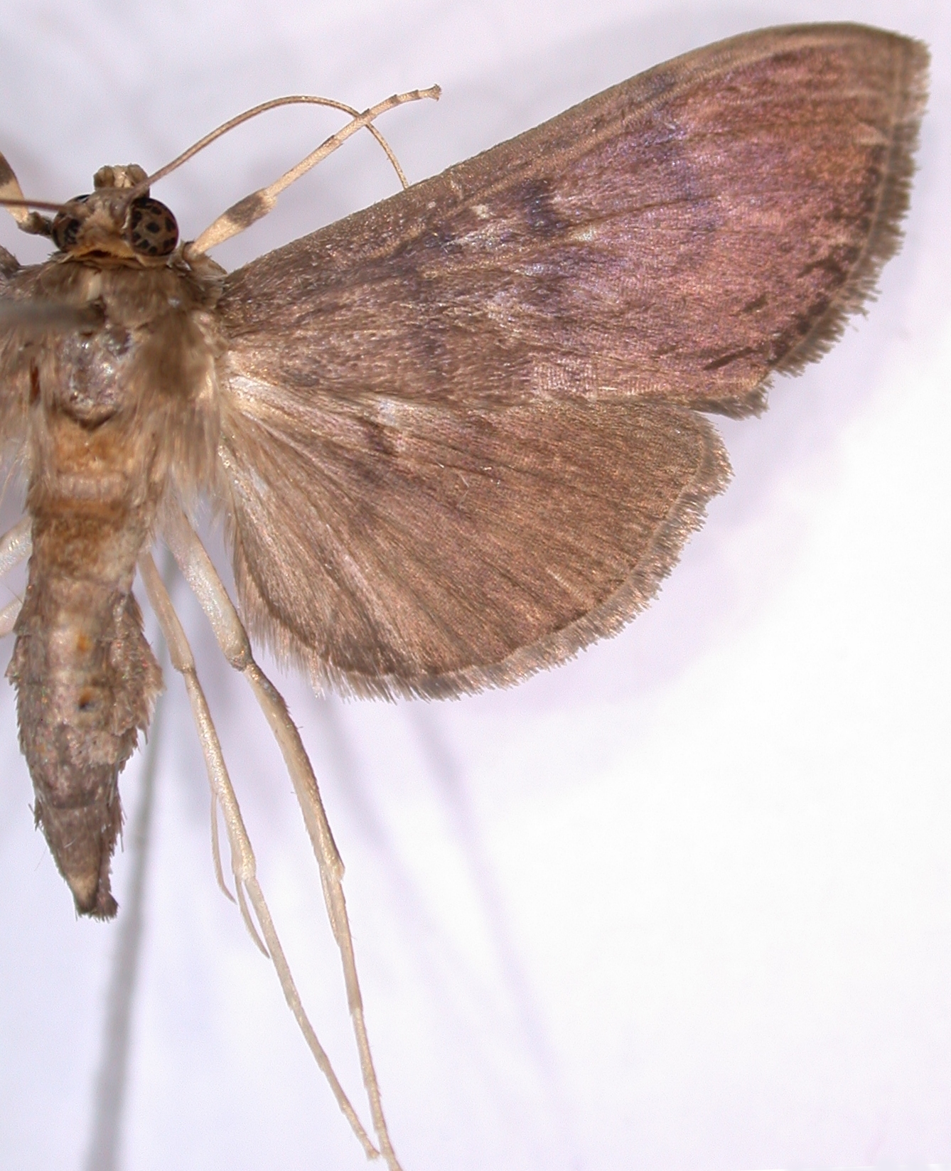 Coptobasis sp. 18