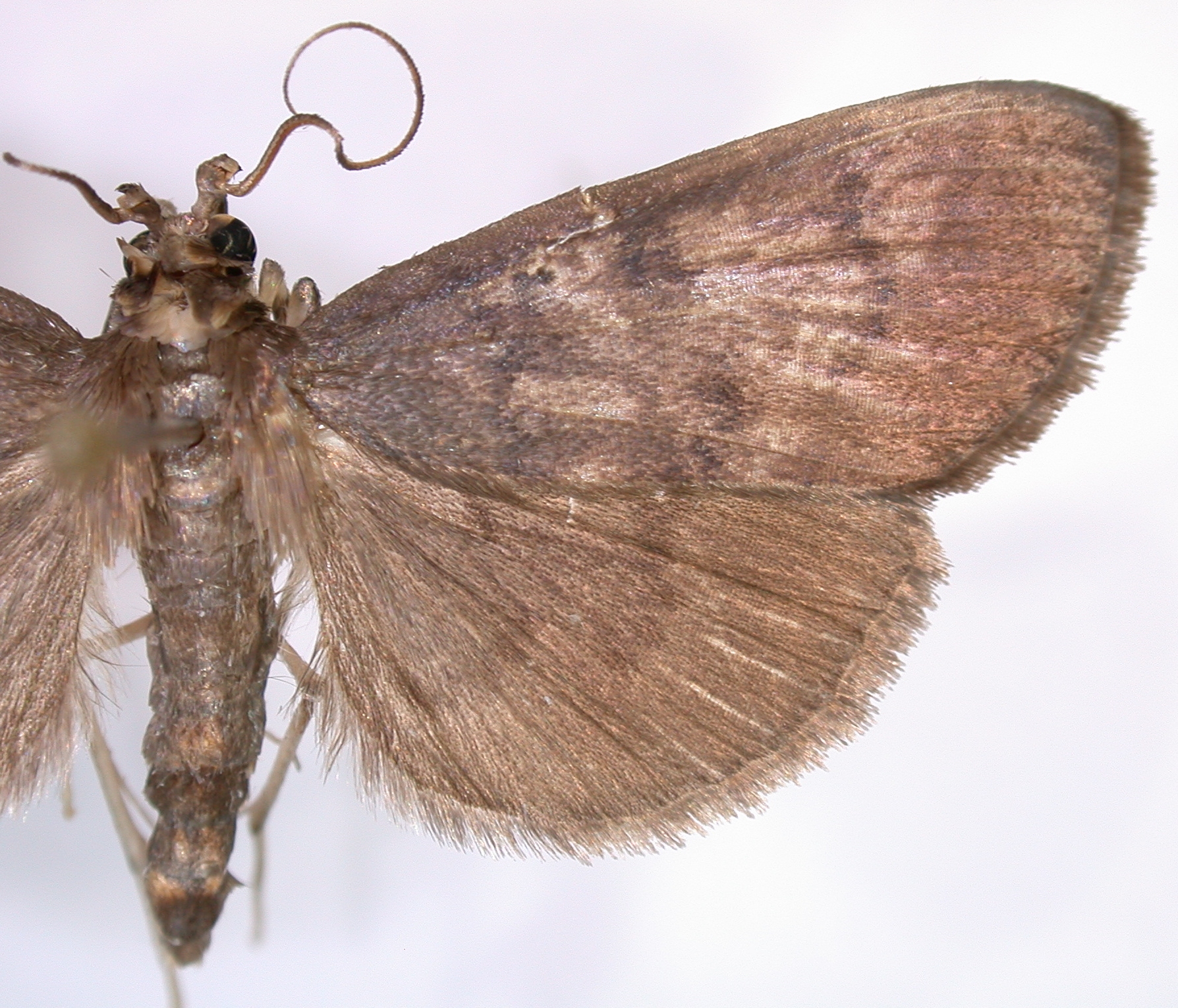 Coptobasis sp. 19