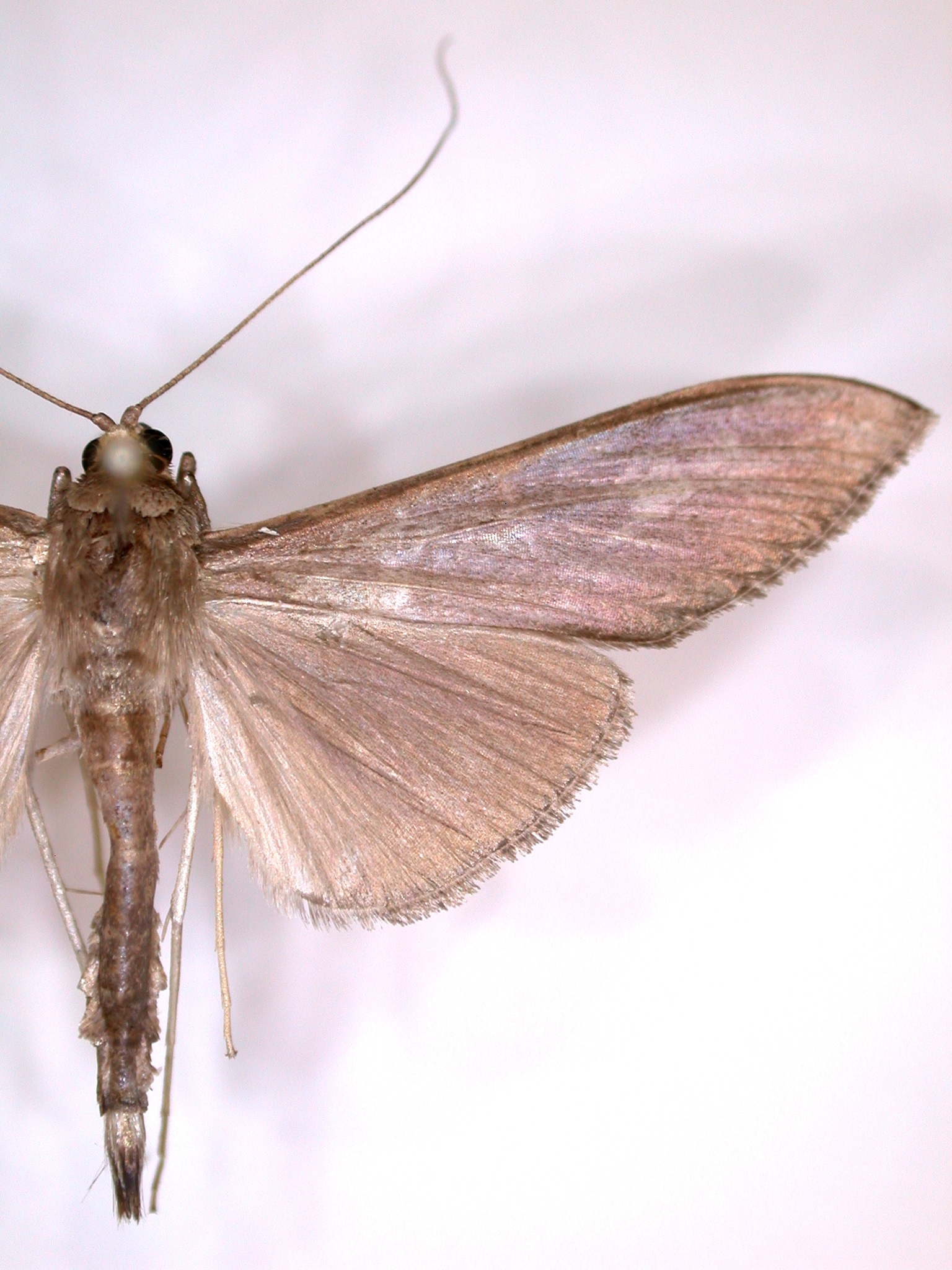 Coptobasis sp. 2