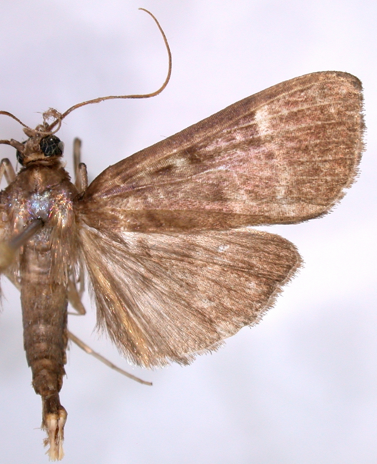 Coptobasis sp. 20