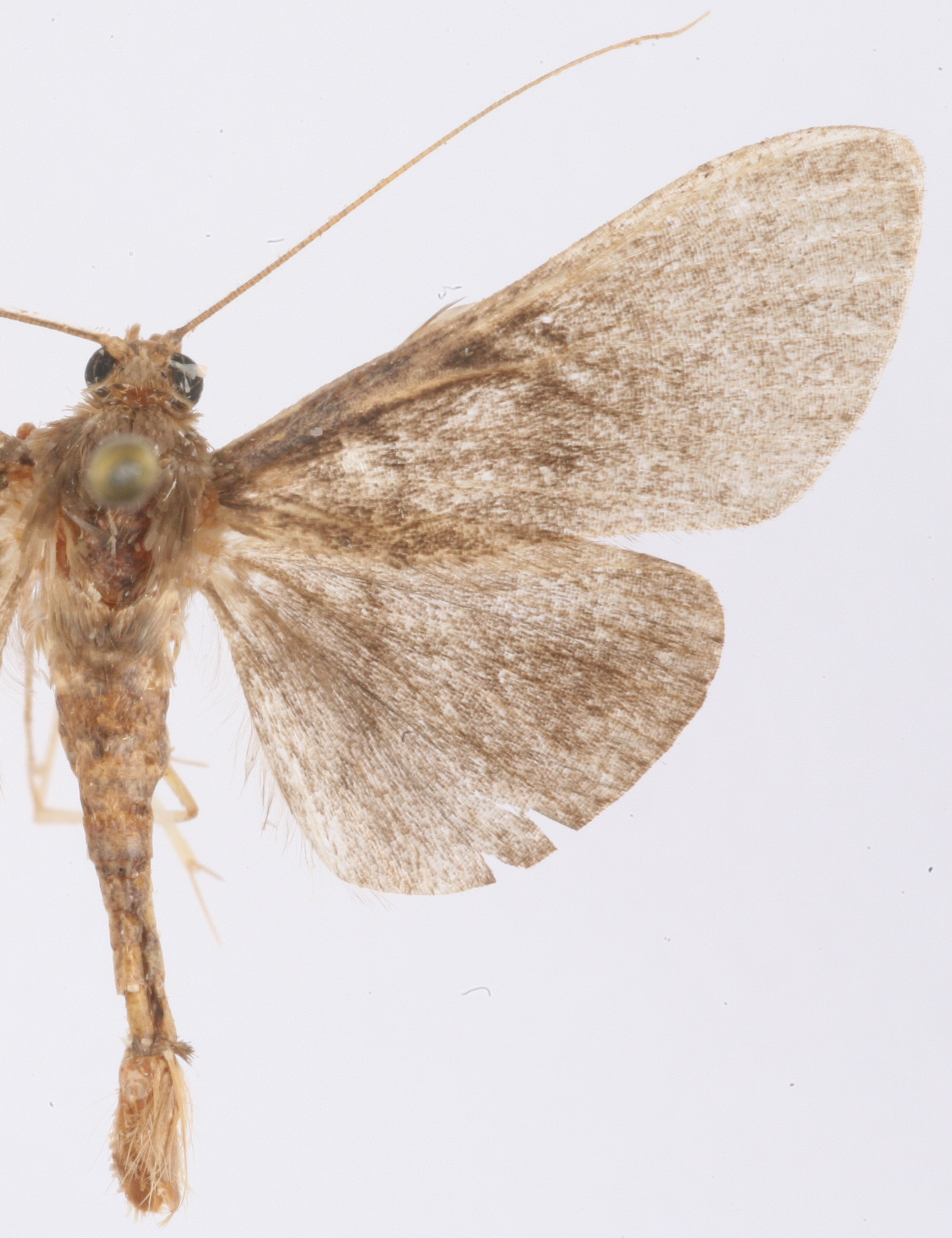 Coptobasis sp. 22