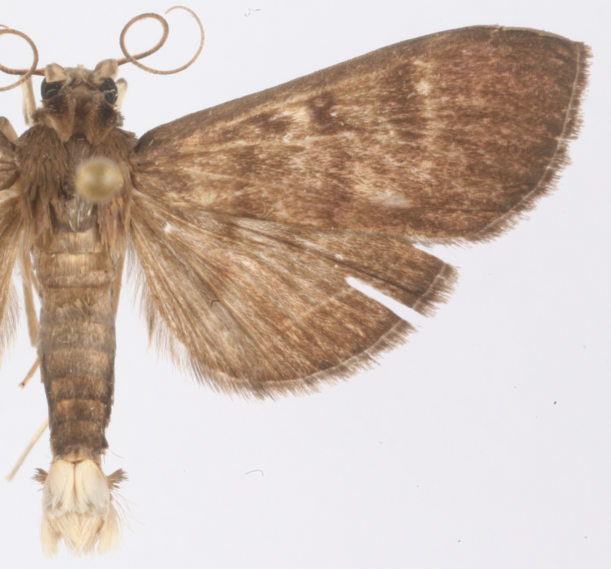 Coptobasis sp. 23