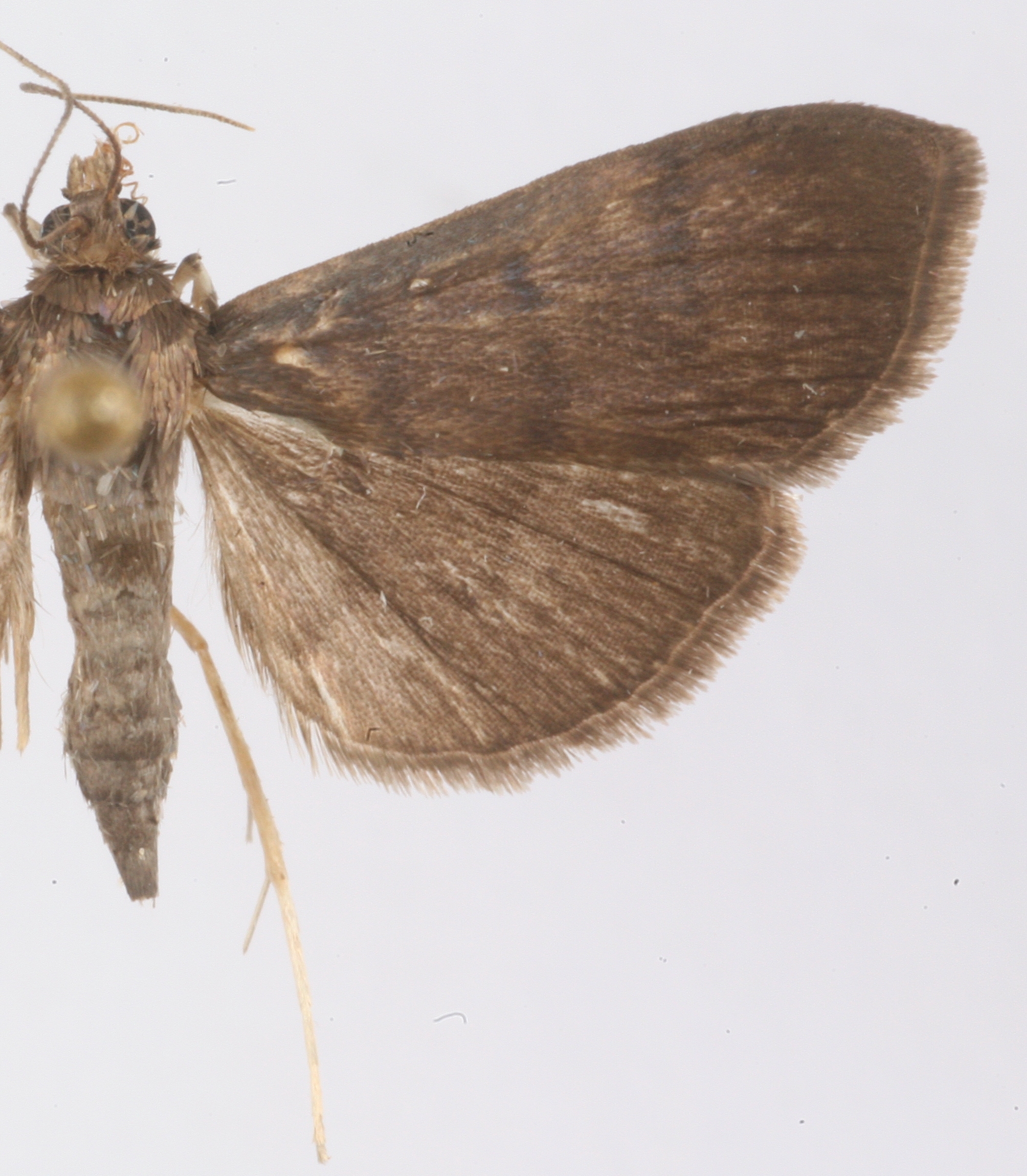 Coptobasis sp. 24