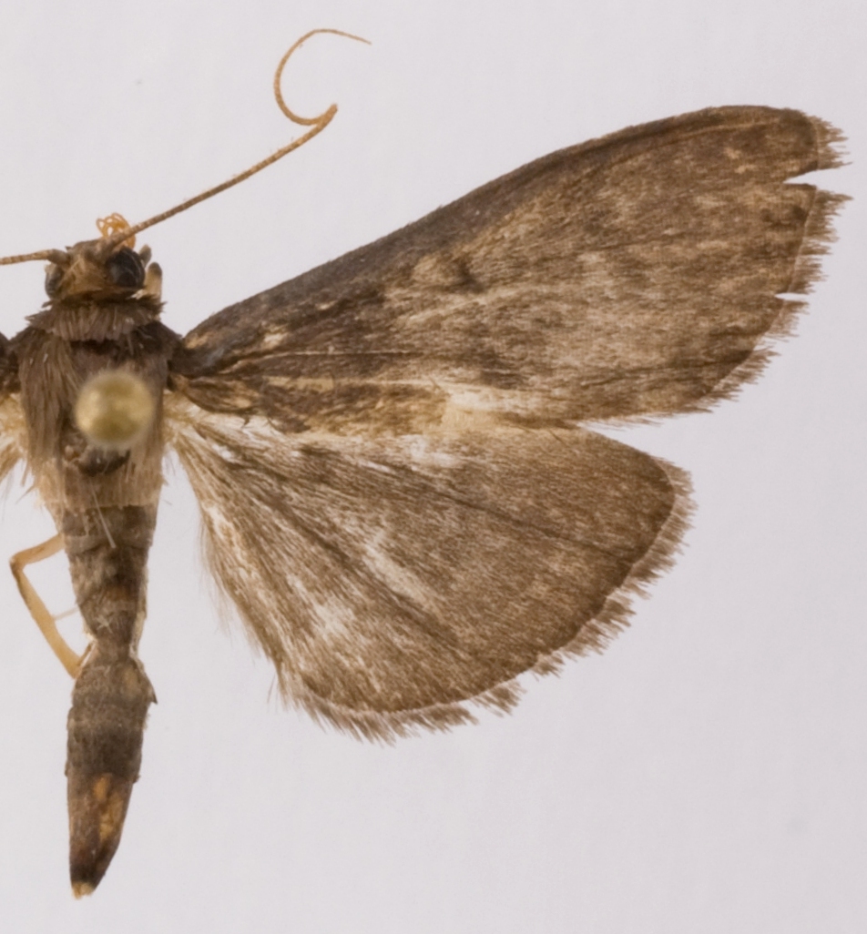 Coptobasis sp. 25