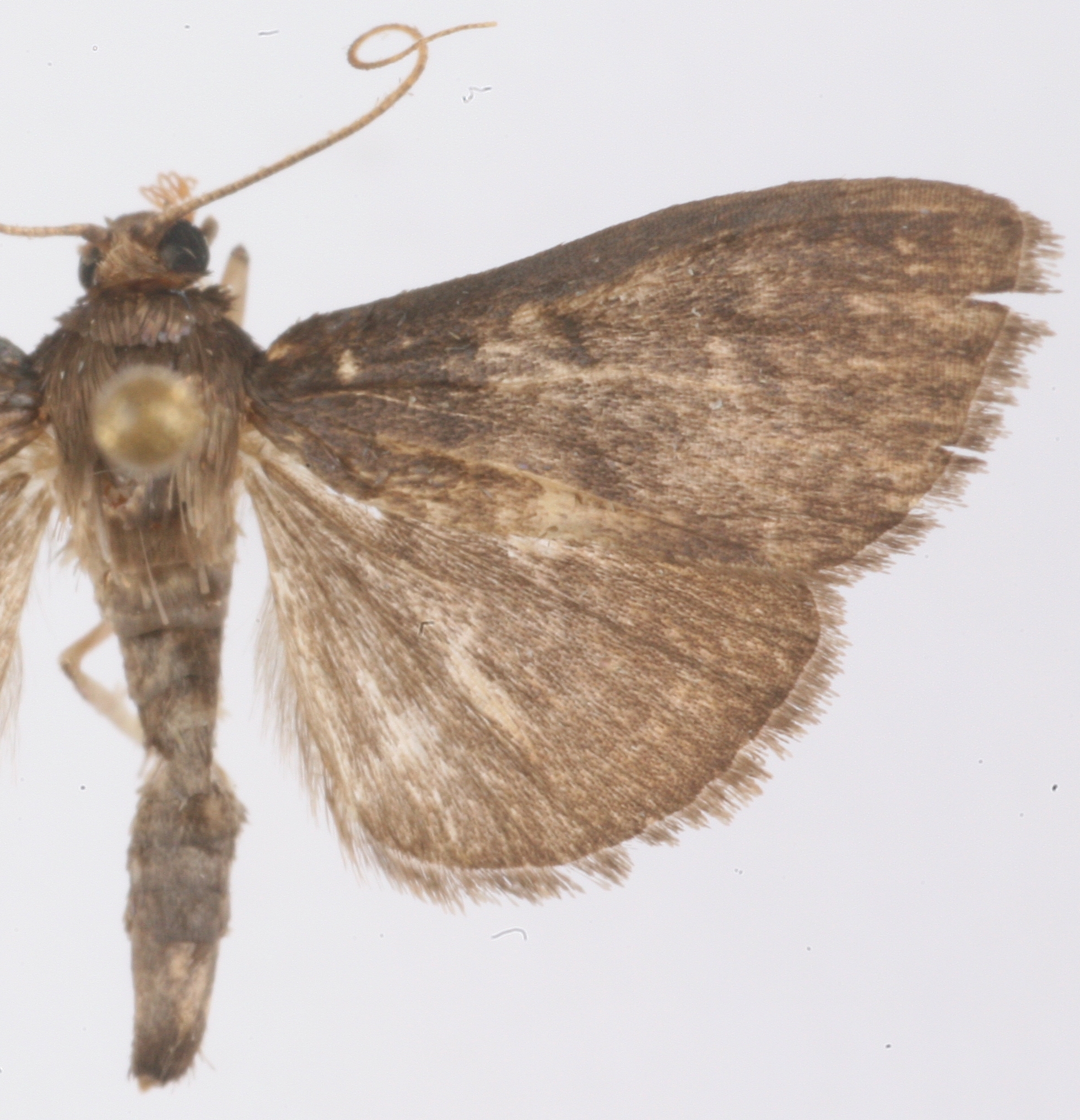 Coptobasis sp. 25 specimen plate